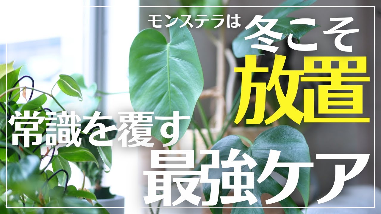 【冬のモンステラの育て方】コツひとつで激変！一歩先行く上手に育てる方法