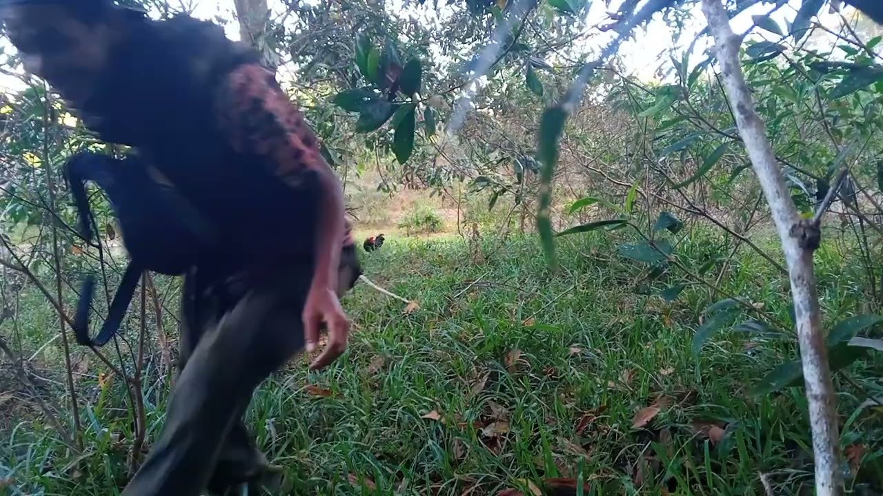PIKAT AYAM HUTAN JANTAN 54:TAPAU MINIT 