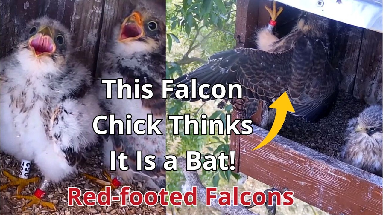 Amazing Red-footed Falcons 'From Early Days 🐥To The Fledging🎉' Rare & Beautiful Part 2