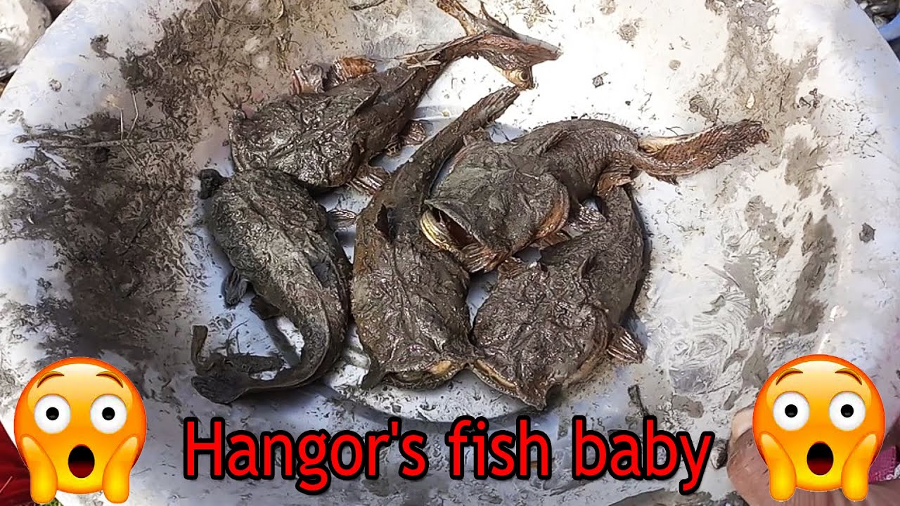 Muddy Soil,Best Fishing video,Deep,hole egg fishing,deep,sea fishing 2020,oil,Fish,Real,Water,mud 60