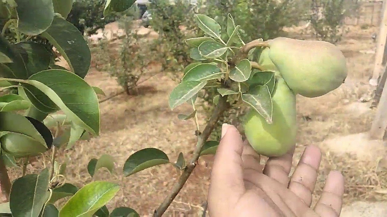 مزرعة للبيع بايت ربع قريبة من ايت ولال وتوجطات مكناس ferme a vendre ait rba3 meknes