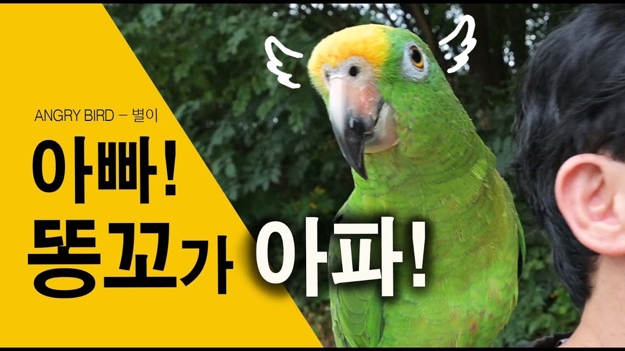 아빠 똥꼬가 아퍼~ㅎㅎ / 수다 + 버럭 + 막말 + 귀여움 종합선물세트 / 사람과 대화 가능앵무새 / ANGRY BIRD