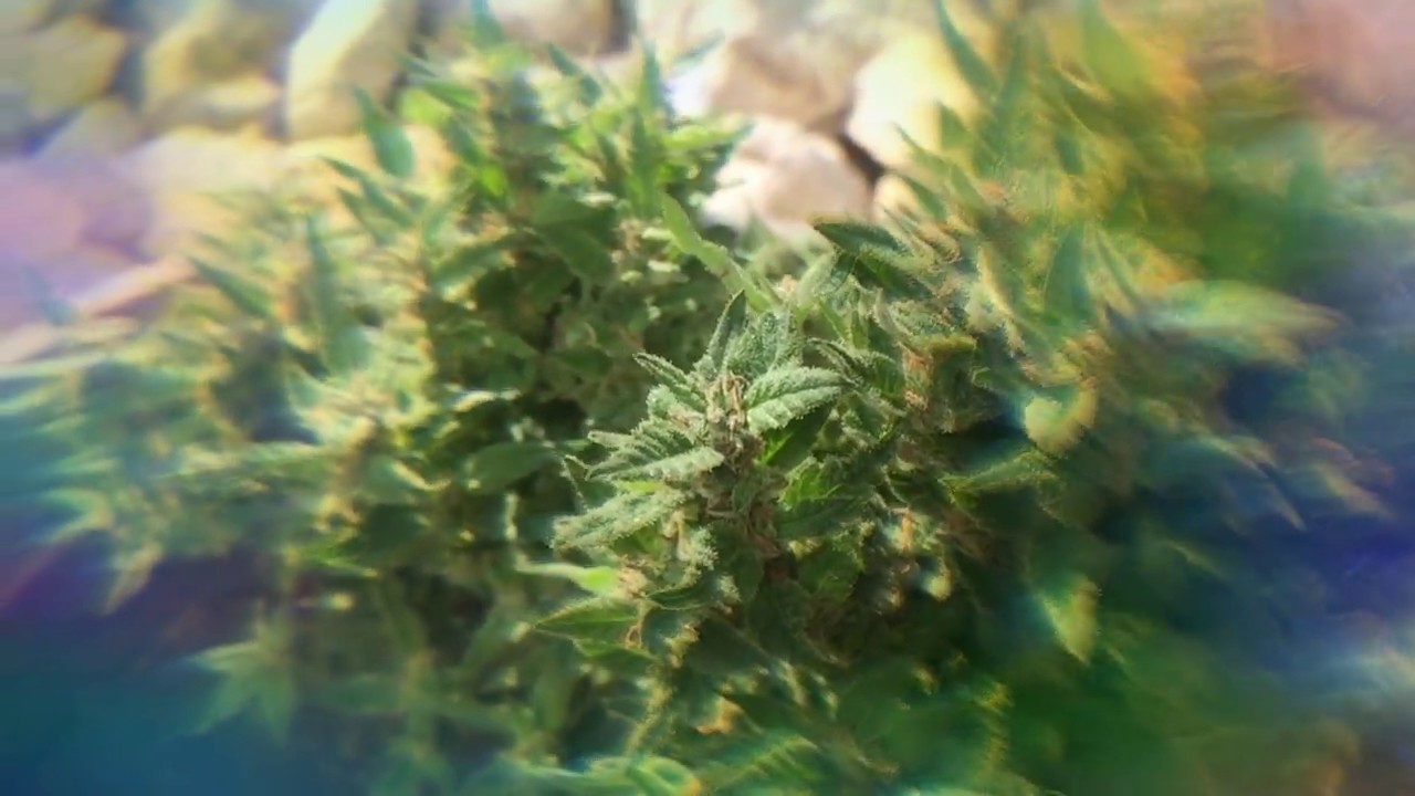 420 outdoor grow