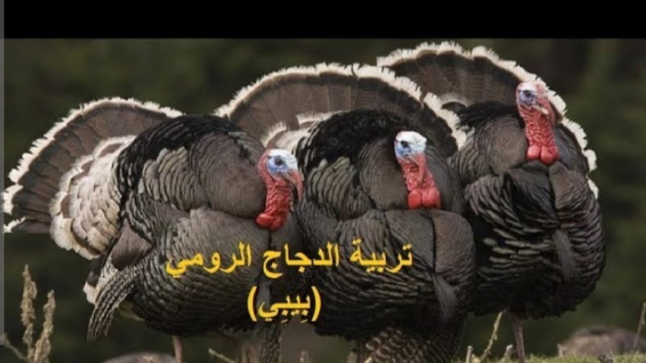 ارباح خيالية من مشروع تربية الدجاج الرومي # بيبي الأسود #