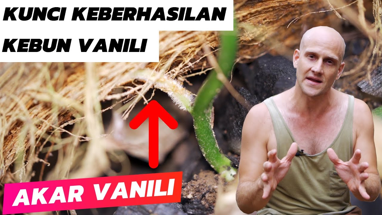 KESUKSESAN KEBUN VANILI: Sistem Pengakaran Yang Kuat!