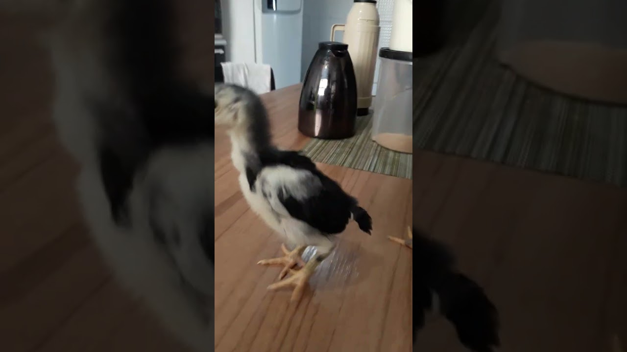 SHAMO PURO JAPONÊS  - ANIMAIS DE UM INSTINTO MUITO FORTE JÁ ESPRESSAM SEU TEMPERAMENTO.