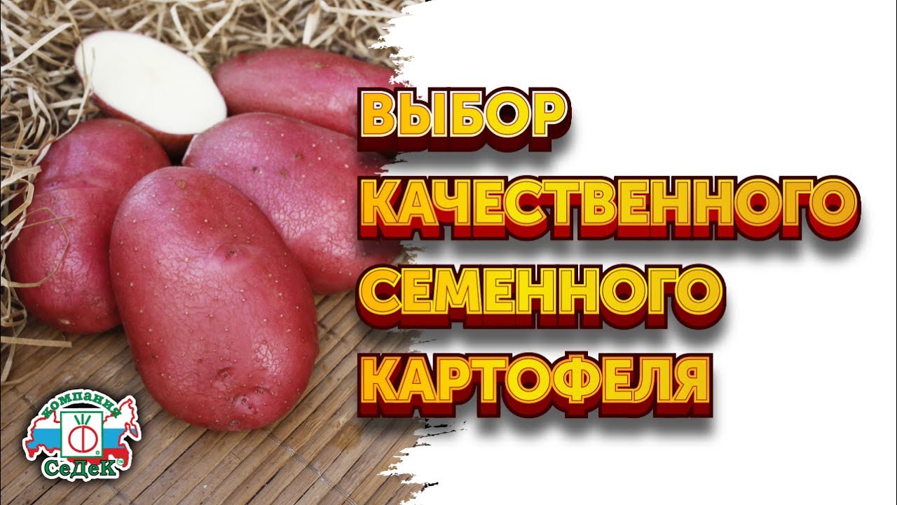 ЛУЧШИЙ СЕМЕННОЙ КАРТОФЕЛЬ репродукций элита и суперэлита / Компания СеДеК