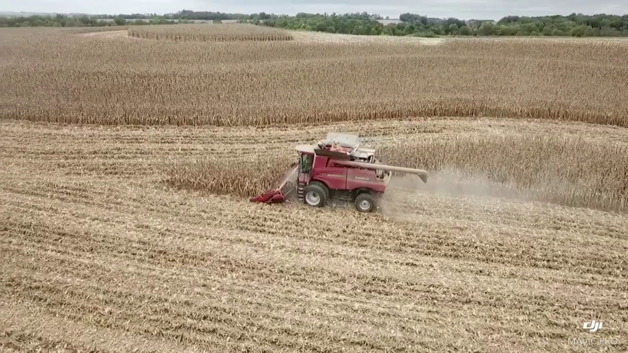 RED COMBINE POWER! Case IH 7120 Corn Harvest!