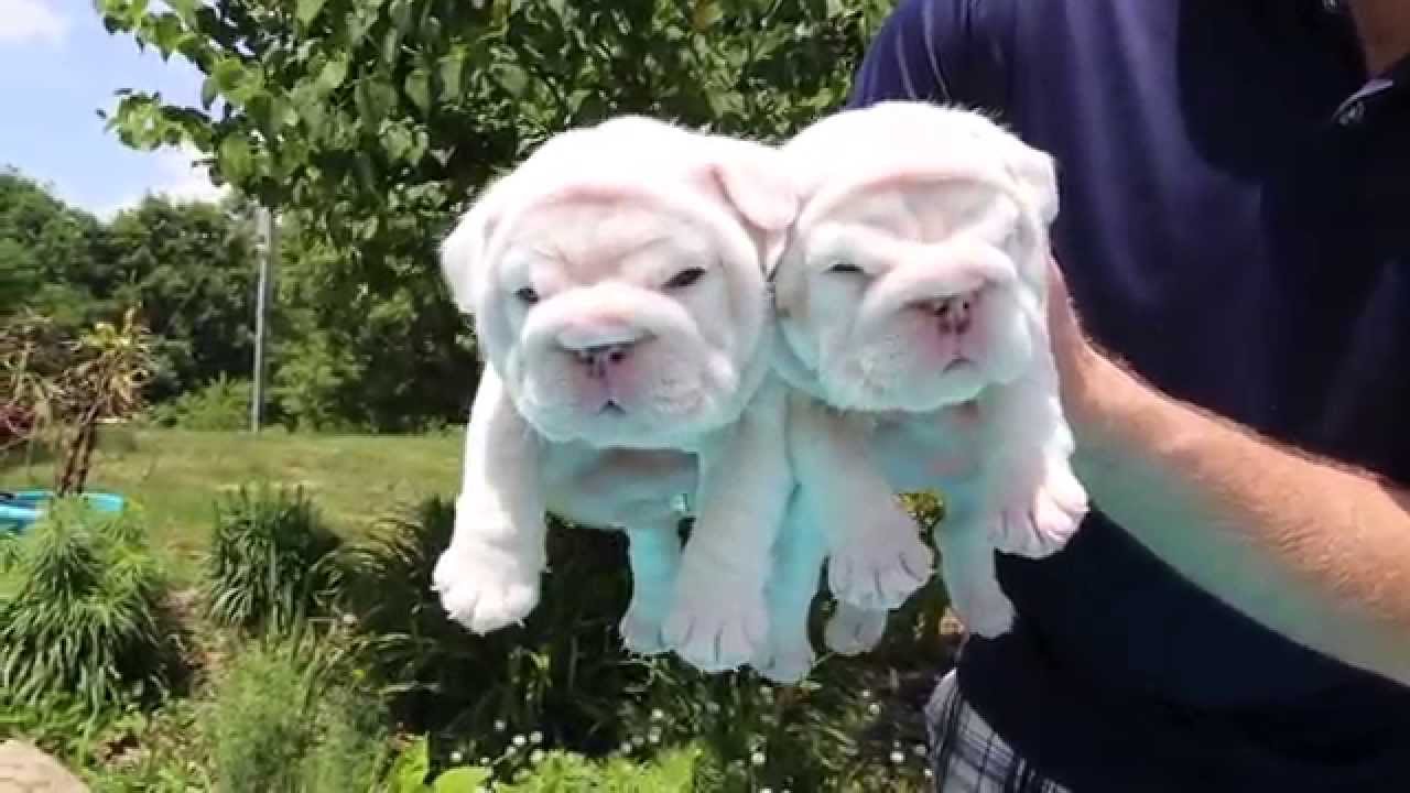 BULLDOG PUPPIES! VERY RARE PLATINUM WHITE (SOLID BLUE DNA) INT CH SIRED AKC BULLDOG PUPPIES