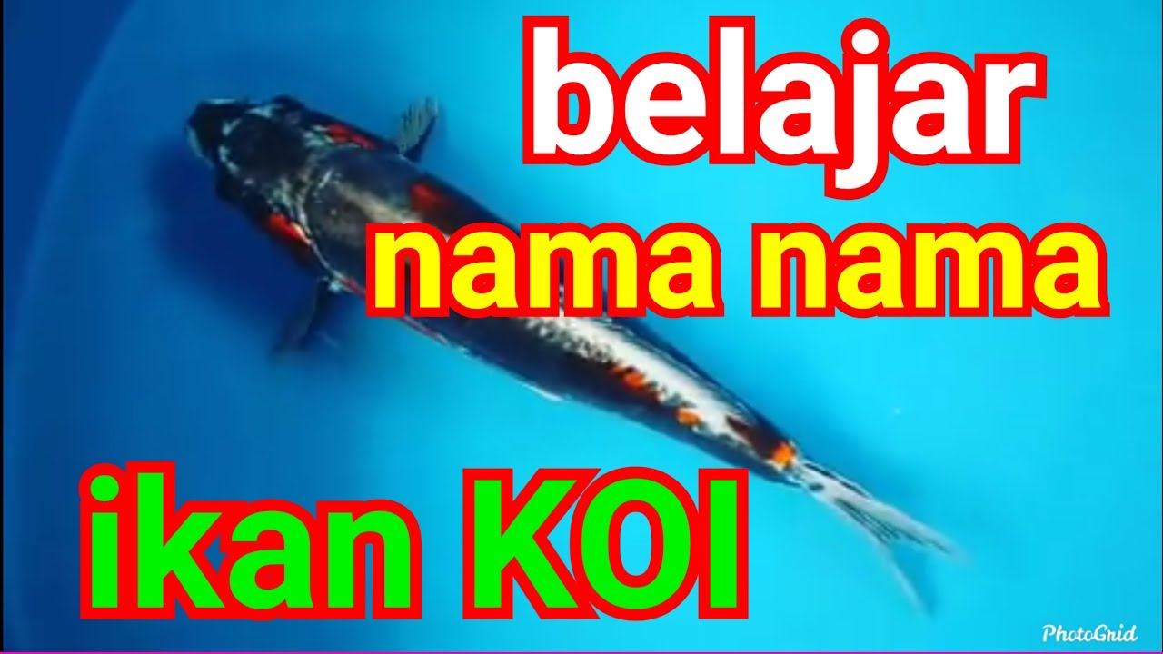 20 jenis ikan koi terkenal dan populer