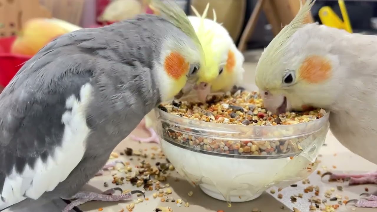 The parrots enjoyed the delicious food very much.