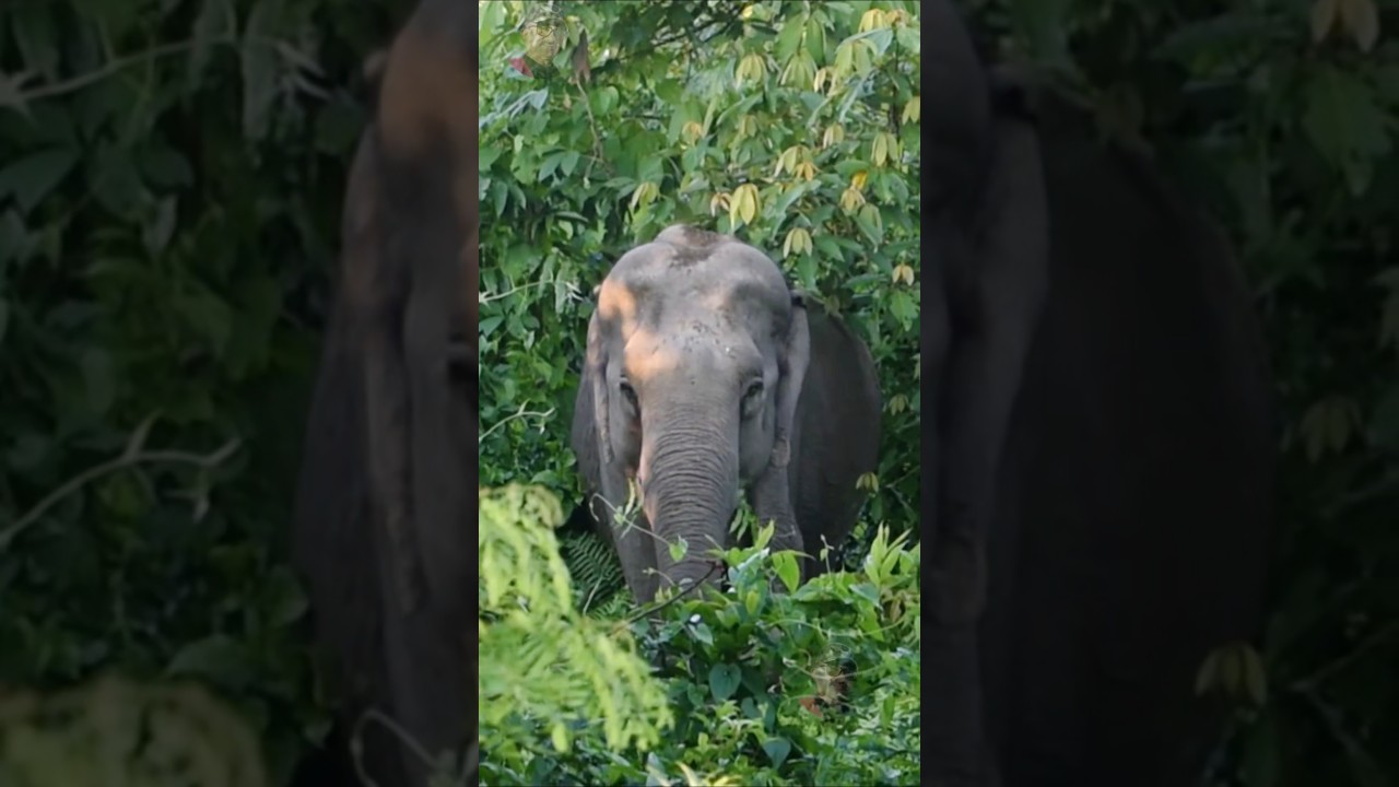 Very hot in the jungle so the Elephant is flapping its ears more 