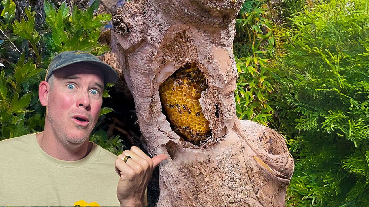 20,000 Bees Moved Into This Statue!