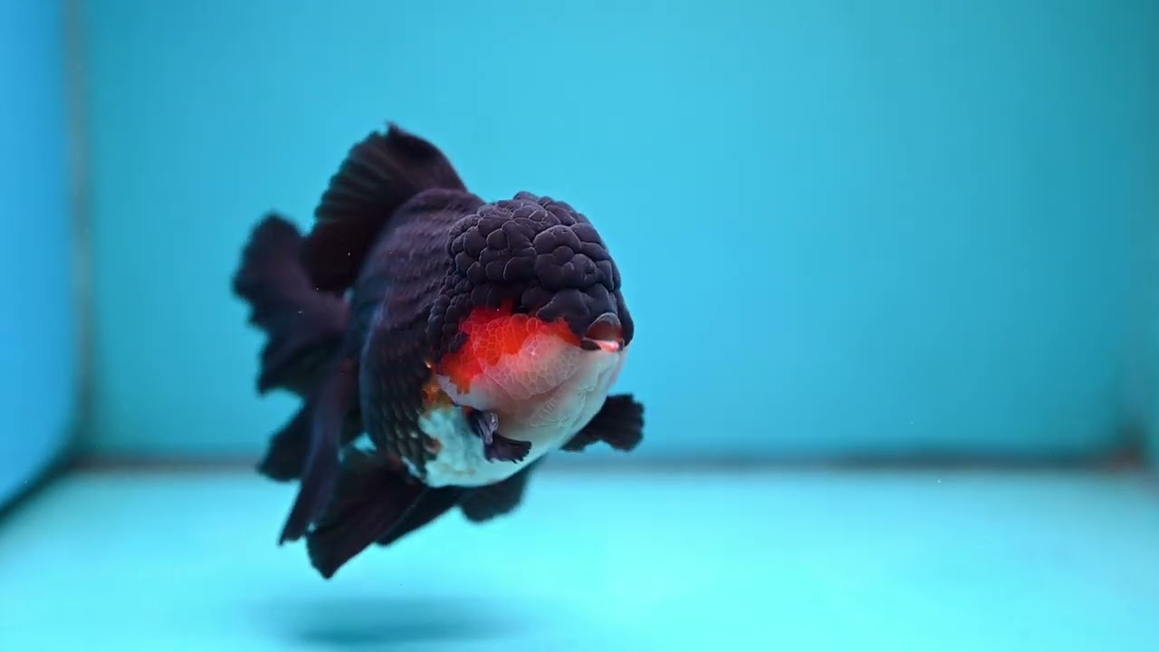 Butterfly Tail Tricolor Oranda 4 inch Body (250905_OR07)