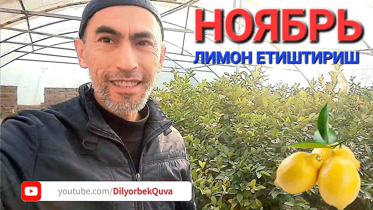 Лимон етиштириш. Ноябр ойида қилинадиган ишлар