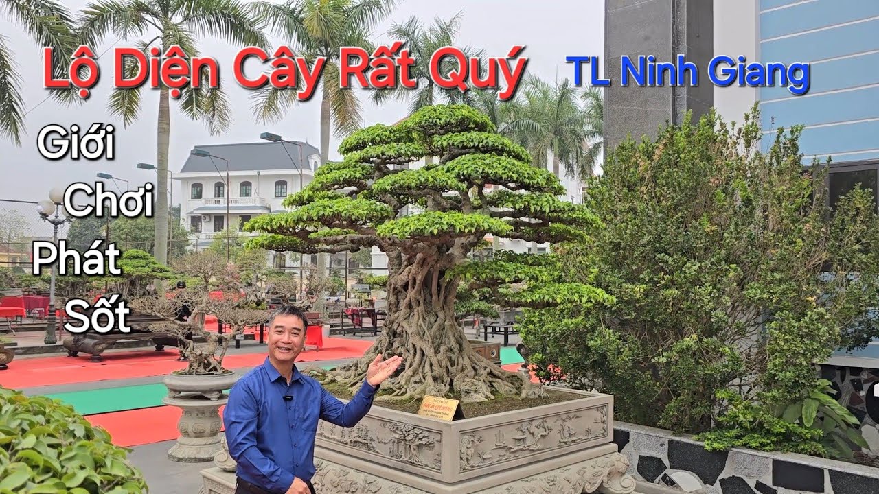 XUẤT HIỆN CÂY QUÝ khiến giới Chơi Cây * PHÁT SỐT * của anh THÀNH MAY tại TL NINH GIANG .