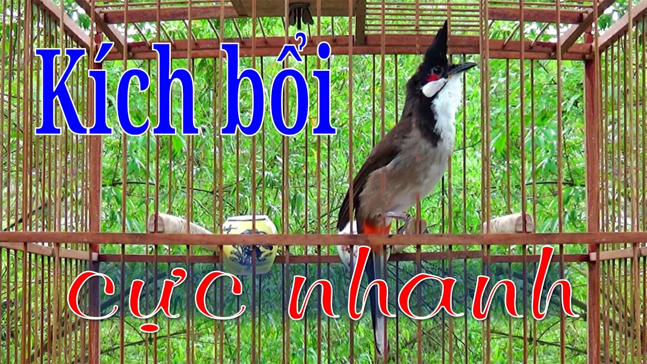 Chào mào luyện giọng hót hay | luyện chào mào bổi hót sáng.kích chào mào yếu lửa ra âm. นกปรอดหัวโขน