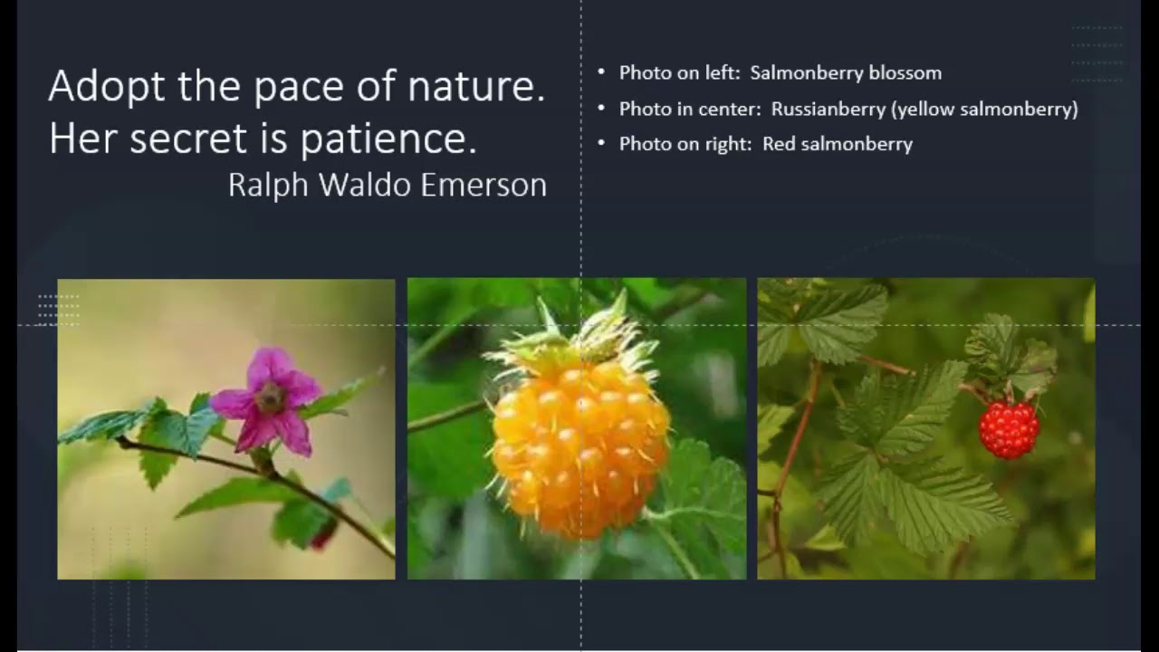 Wild and Edible Plants II: Alaskan Treasures