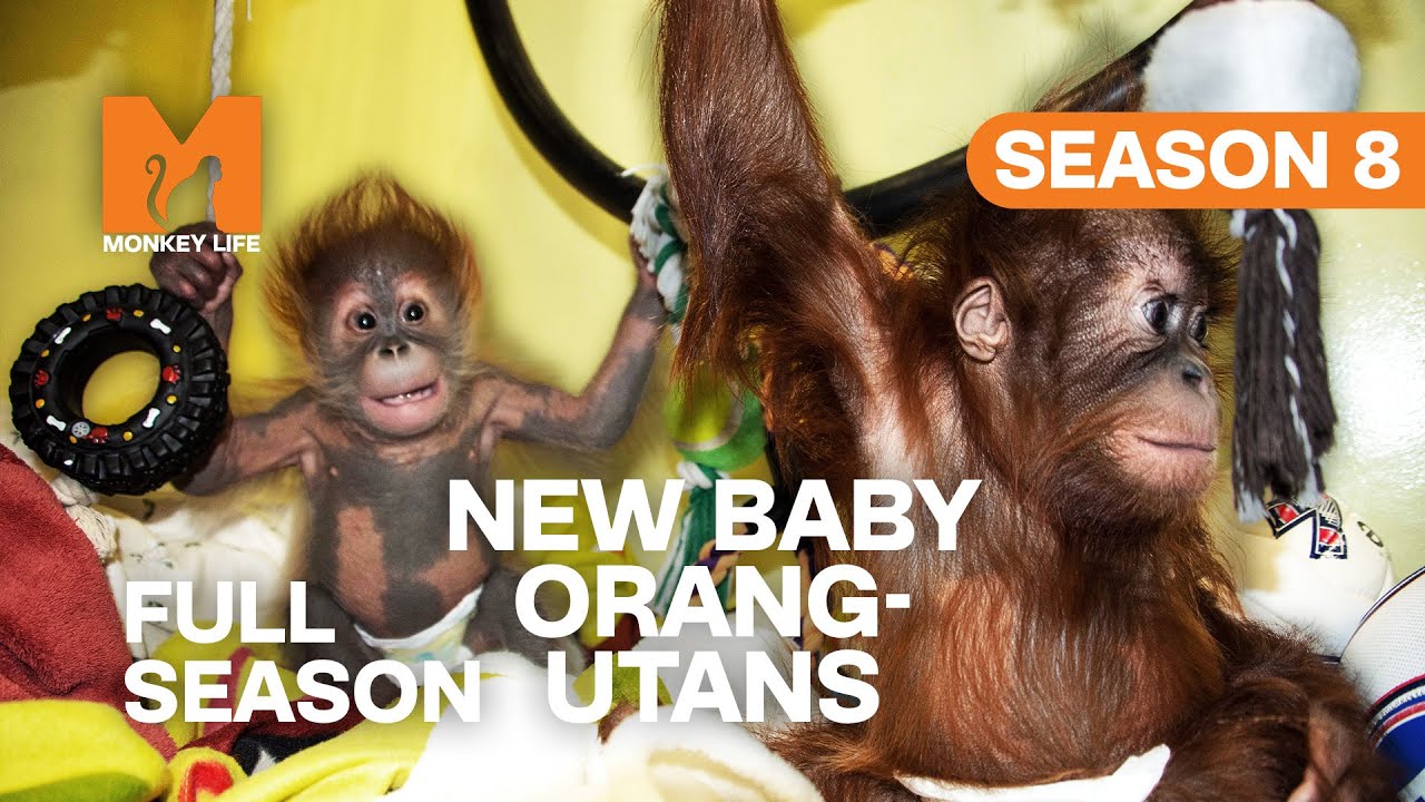 Welcoming New Baby Orang-utans | Season 8 | Full Season | Monkey Life