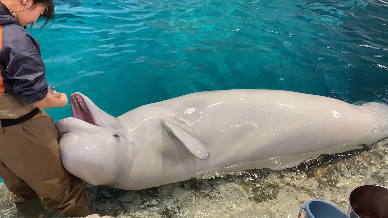 2019/11/16 ベルーガの不思議な魚の食べ方/終了後の遊びの時間@名古屋港水族館