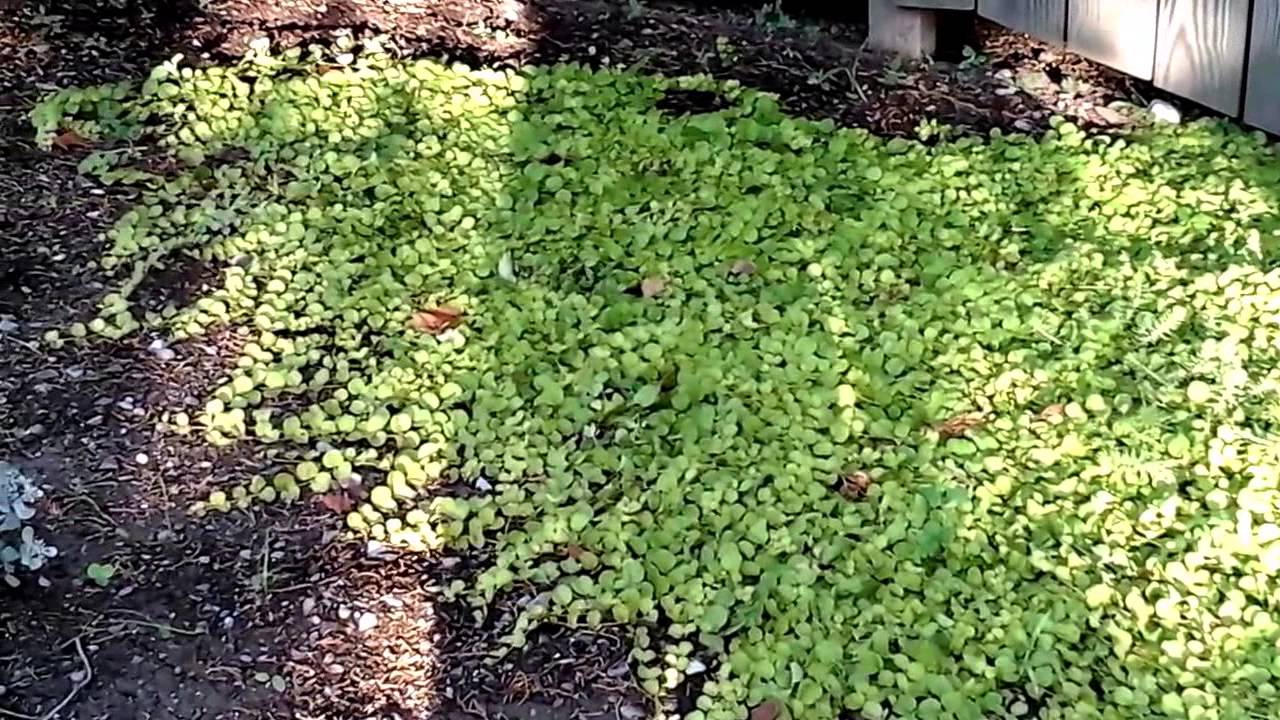 Drought - tolerant ground cover garden