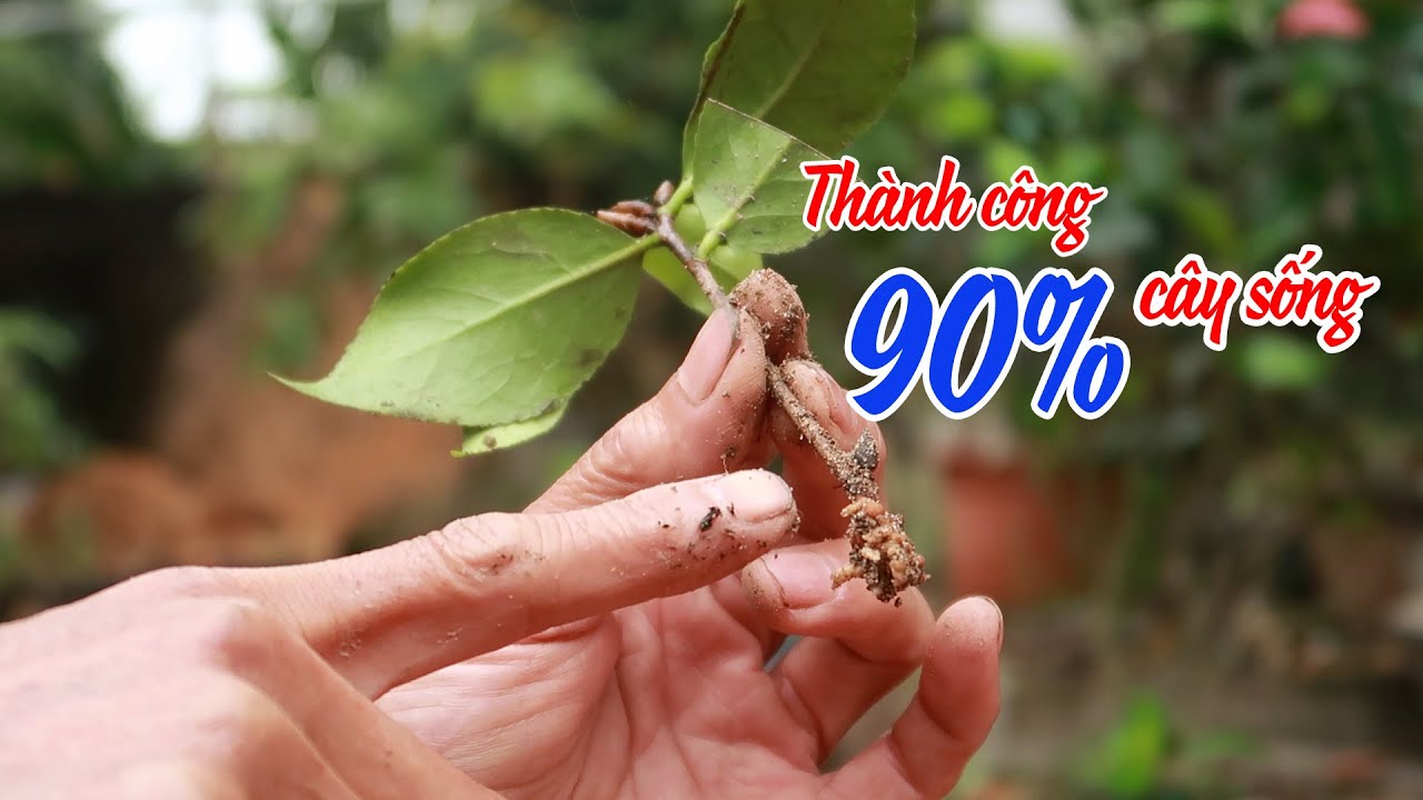 TRÀ MY KHÔNG RỄ - Đôi điều chia sẻ về cách giâm cành trà my hiệu quả