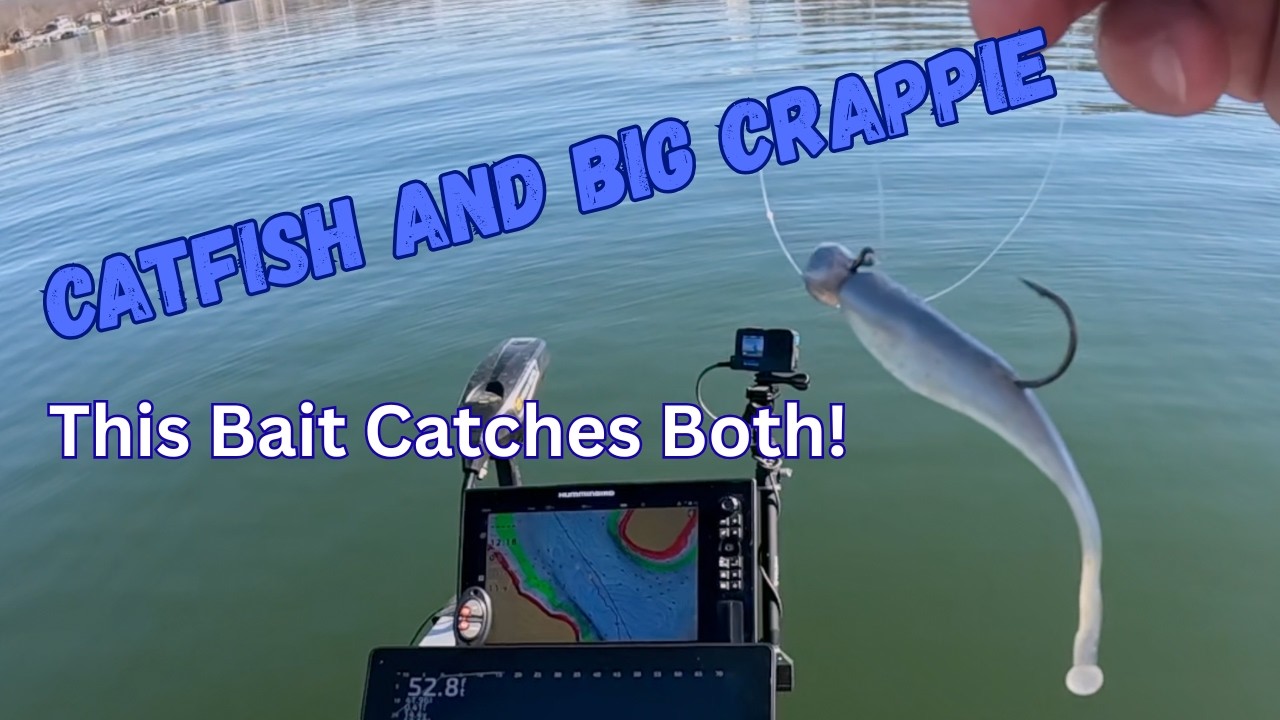 A Thump Is A Thump-CRAPPIE OR CATFISH