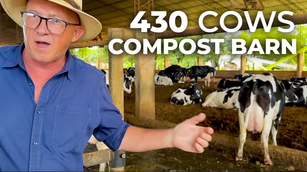 HOW TO PRODUCE 37 LITERS/DAY PER COW IN A COMPOST BARN SYSTEM IN PARAGUAY 🇵🇾