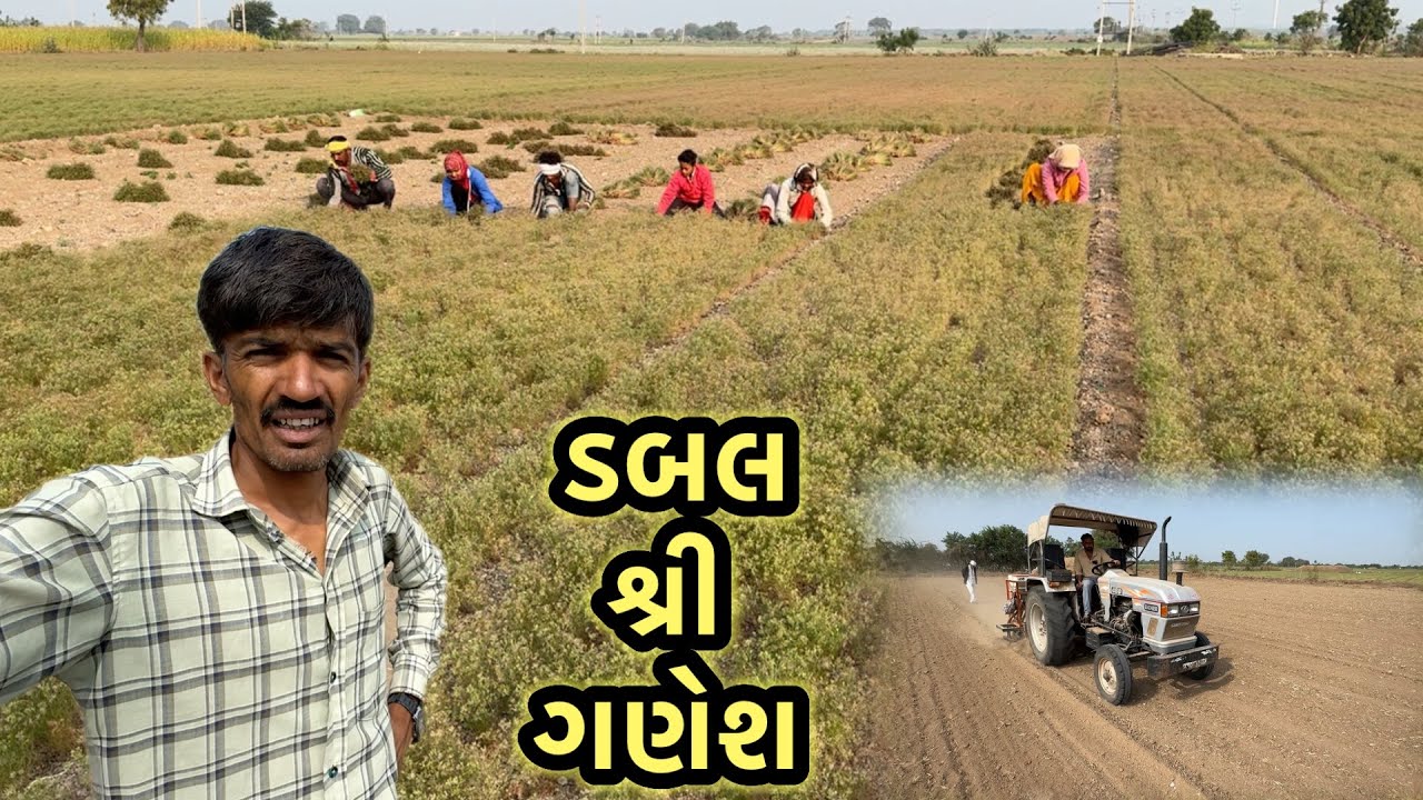 જીરા ના વાઢ અને તલ નું વાવેતર 