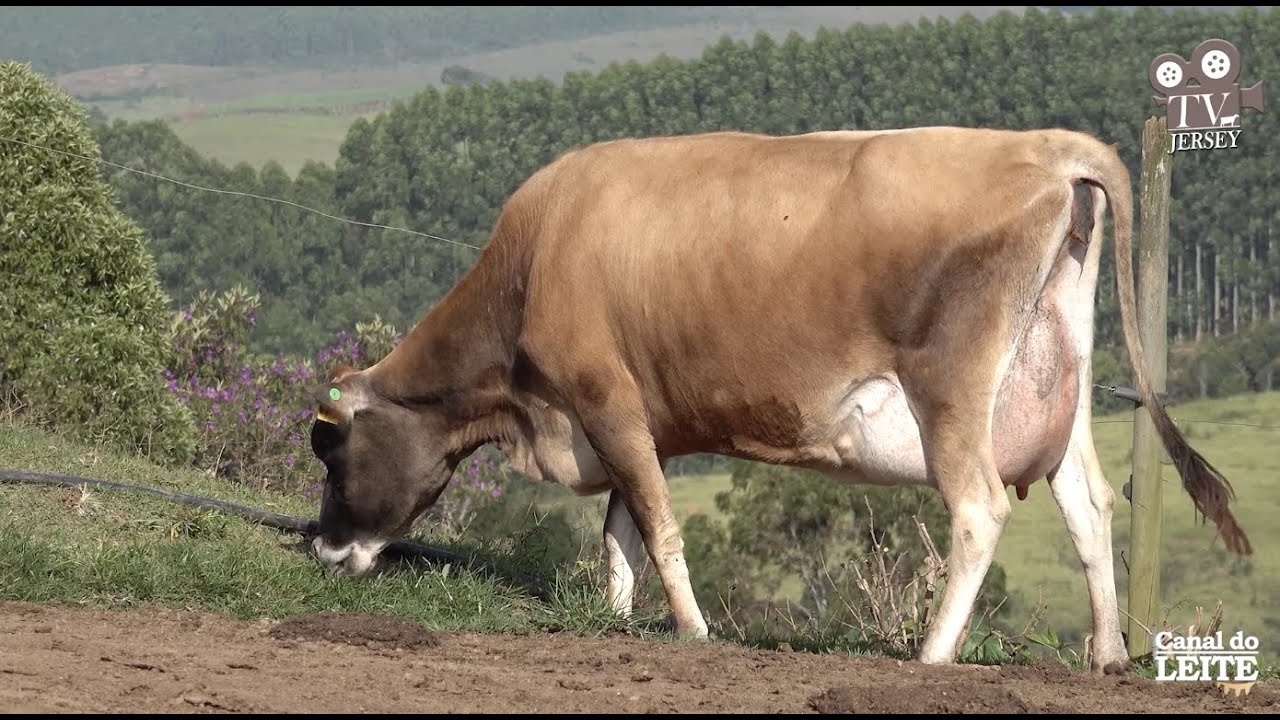 Fazenda Nova Alian&ccedil;a - O gado Jersey fazendo a diferen&ccedil;a na atividade leiteira - TV Jersey #56