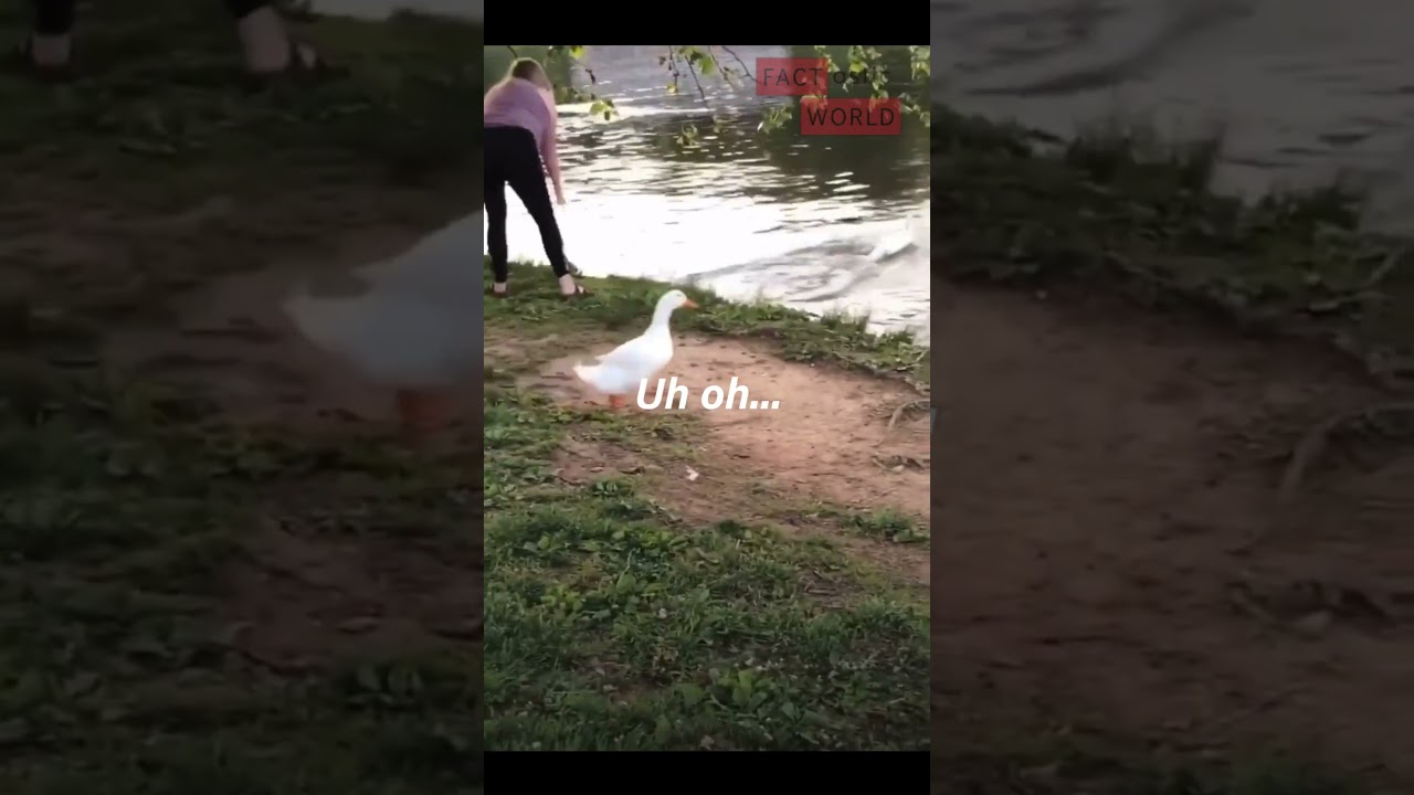 Woman Releases Pet Duck Into Pond, But Wild Duck Retaliates #shocking #ducks