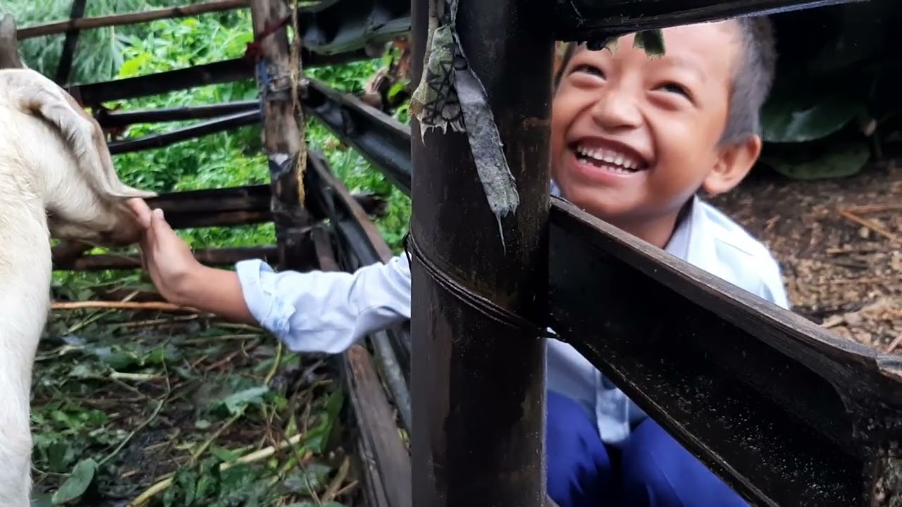 atit is playing with a goat #DiwasCinematic #villagelife #childhood #animallover #mangsebung