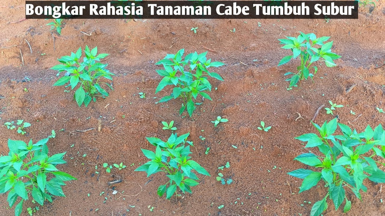 Tips Mencegah Hama & Penyakit Bercak Daun,busuk batang, busuk akar pada tanaman cabe pelita 8 f1 