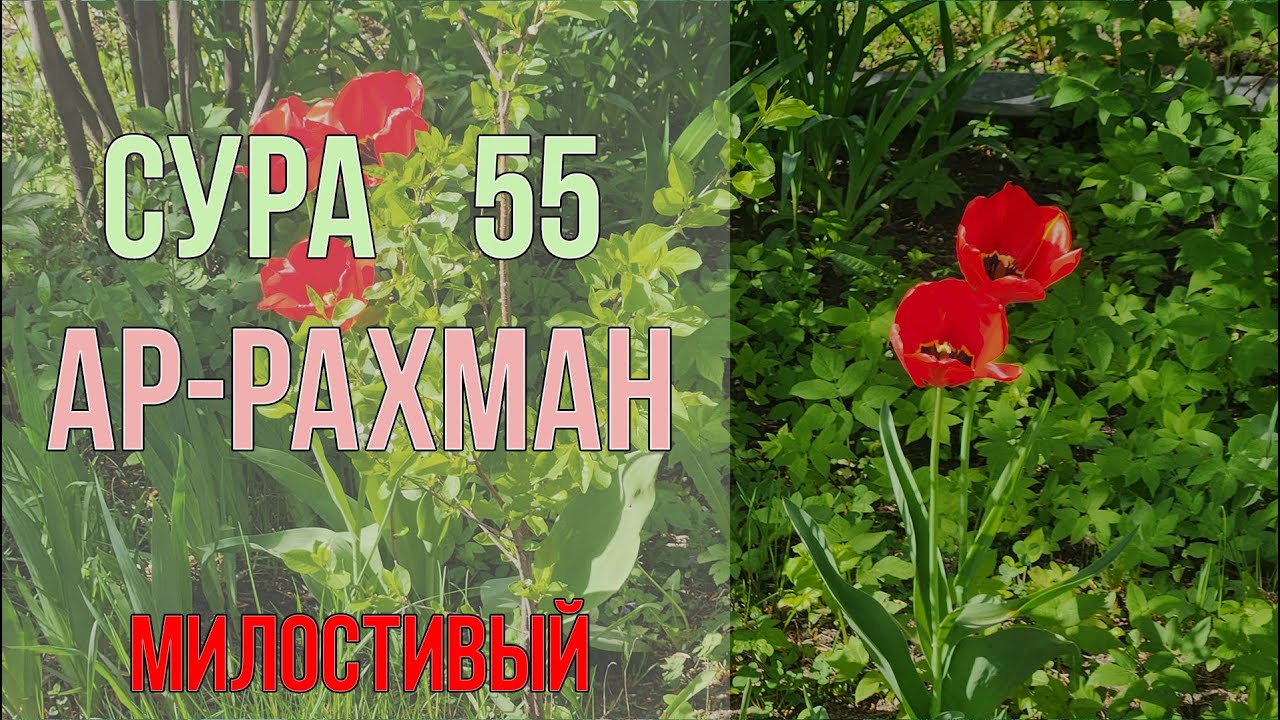 Сура Ар-Рахман - КАКУЮ ЖЕ ИЗ МИЛОСТЕЙ ВАШЕГО ГОСПОДА ВЫ ОТВЕРГАЕТЕ? - КРАСИВОЕ ЧТЕНИЕ
