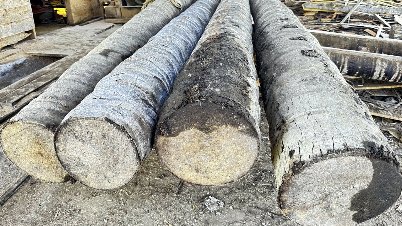 Eco-Friendly Practices Revealed Coconut Tree Processing in Sustainable Sawmills!