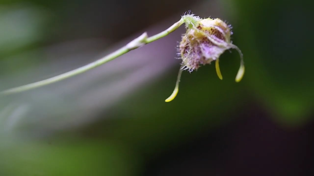 Masdevallia erinacea - Great Mini Orchid for Vivaria and Terraria