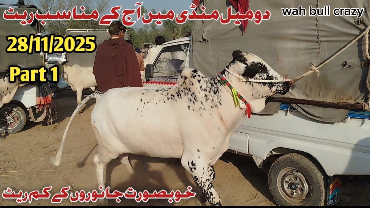 Today Domail Mandi 28/11/2025 Latest Fatehjangi Rate's Update @Wahbullcrazy Taxila Mandi Qurbani2026