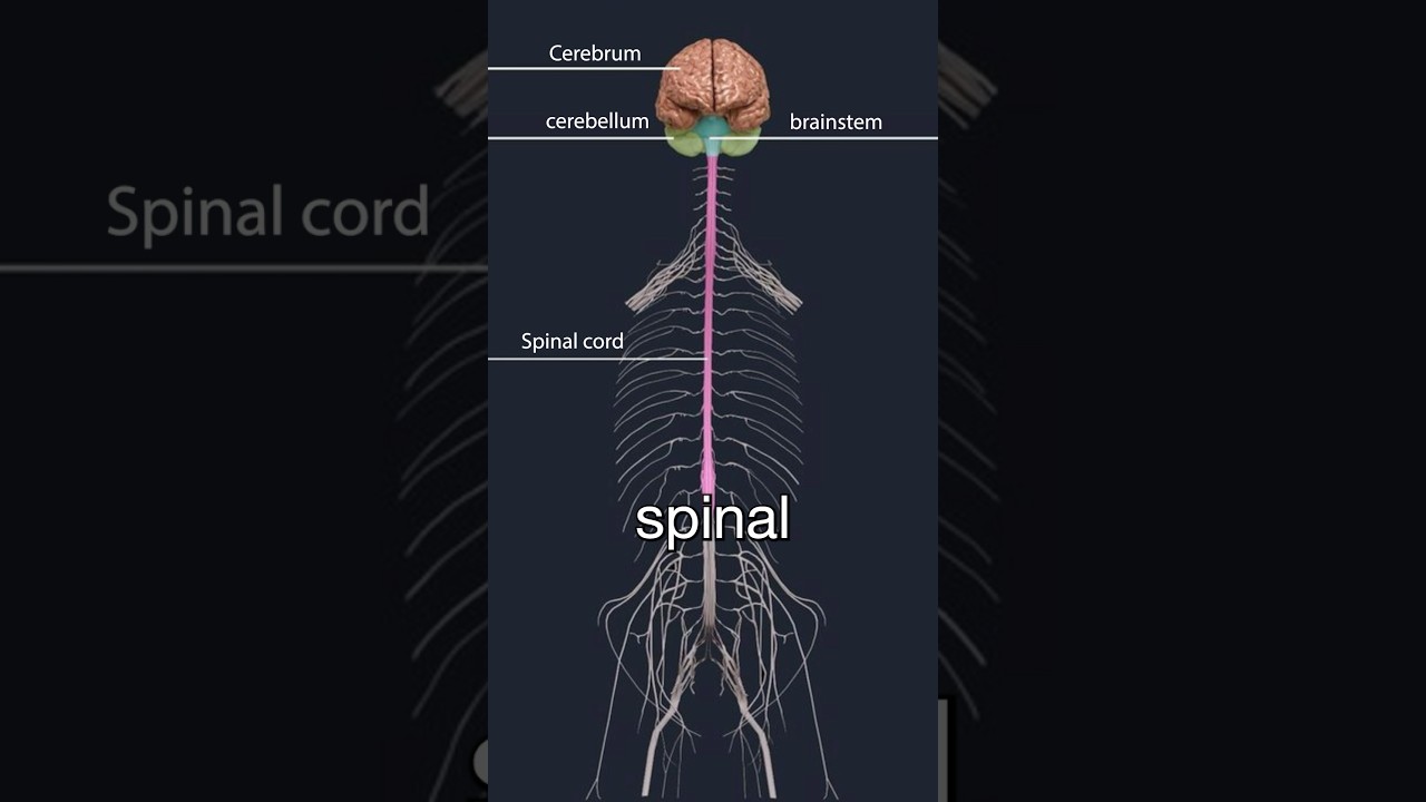 Lumbar spinal stenosis and neurogenic claudication