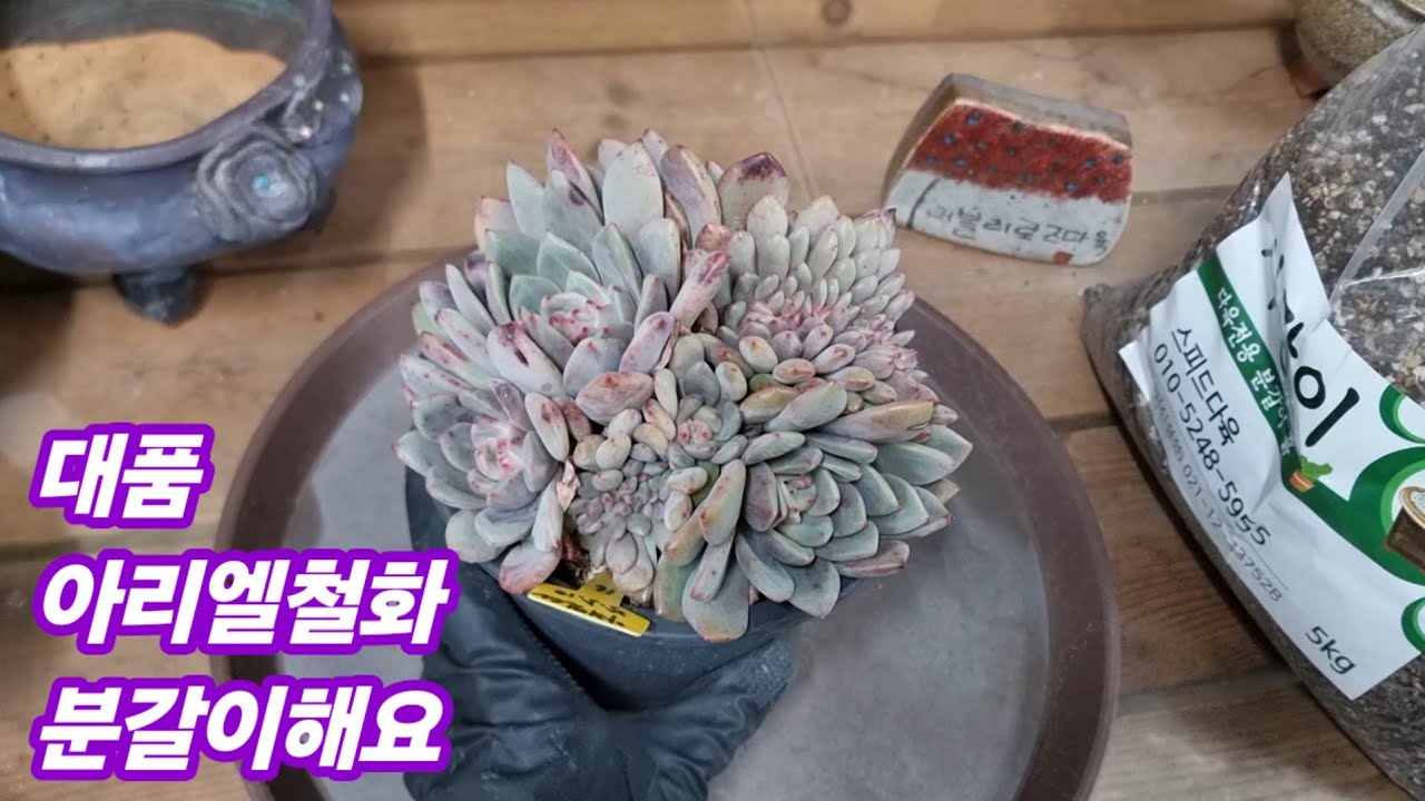 26.1.18 대품 