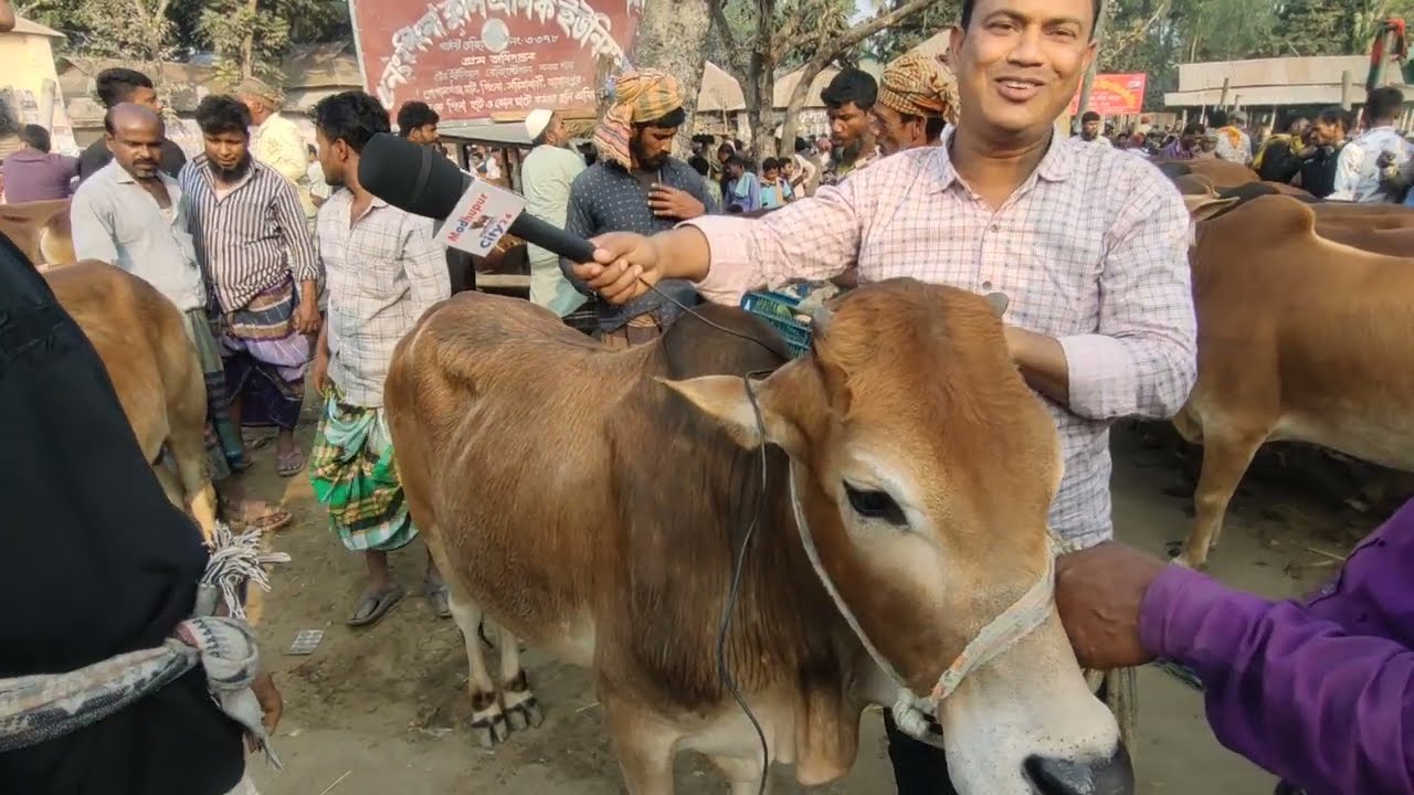@19/02/2026 আজ পানির দামে ছোট বড় ষাড় গরু কিনুন। পিংনা গরুর হাট ২০২৬। গরুর হাট TV