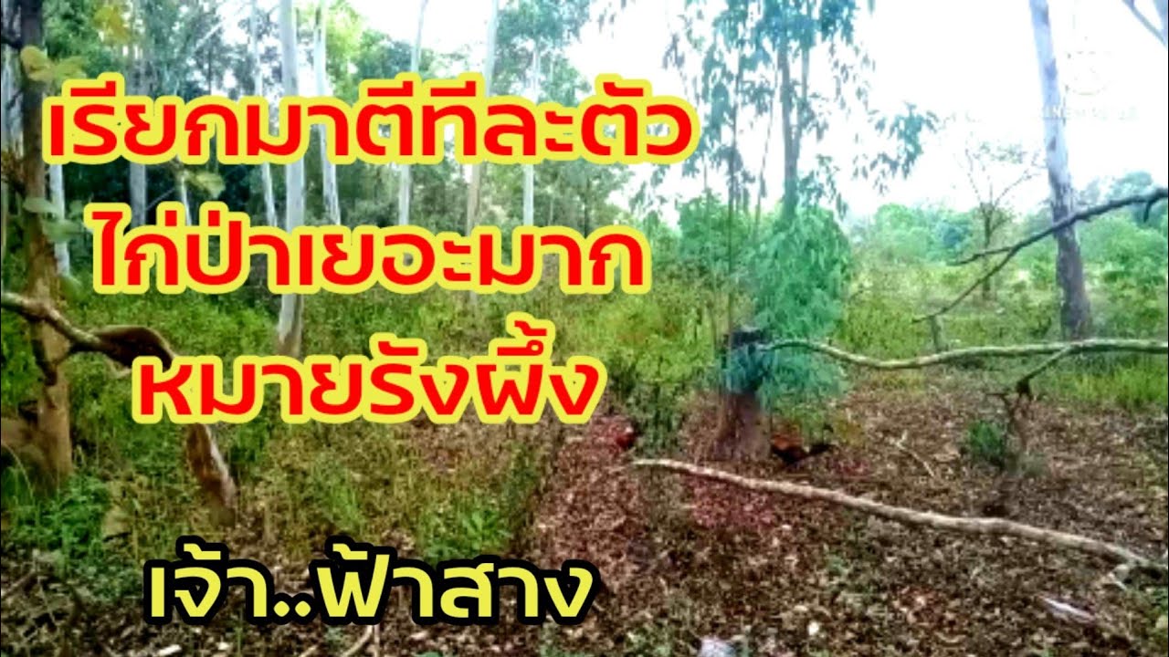 ต่อไก่ป่าep22 เรียกเจ้าถิ่นมาตีทีละตัวไก่เข้าดีมาก ต่อไก่เชิงอนุรักษ์ ปล่อยคืนสู่ธรรมชาติ[วิถีคนดง]