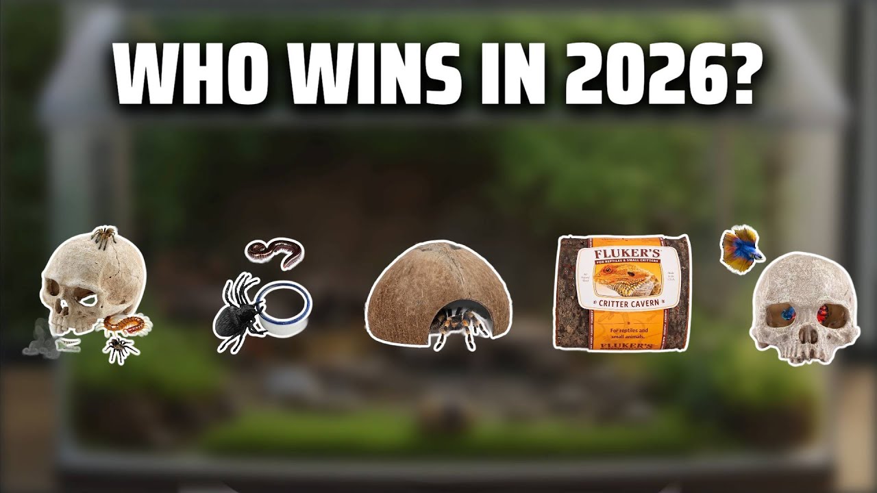 The Top 5 Best Tarantula Hide in 2026 - Must Watch Before Buying!