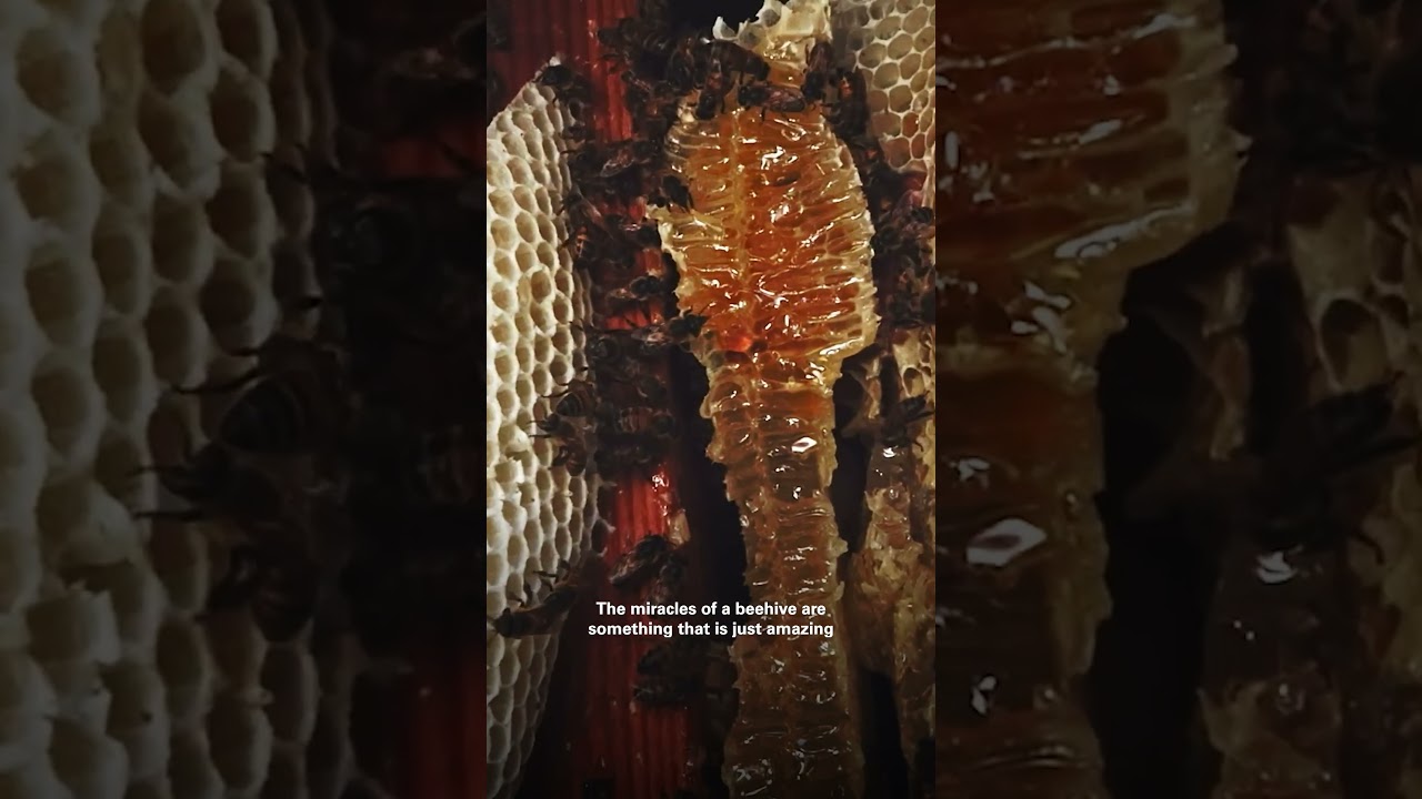 Beehives are a MIRACLE! | 