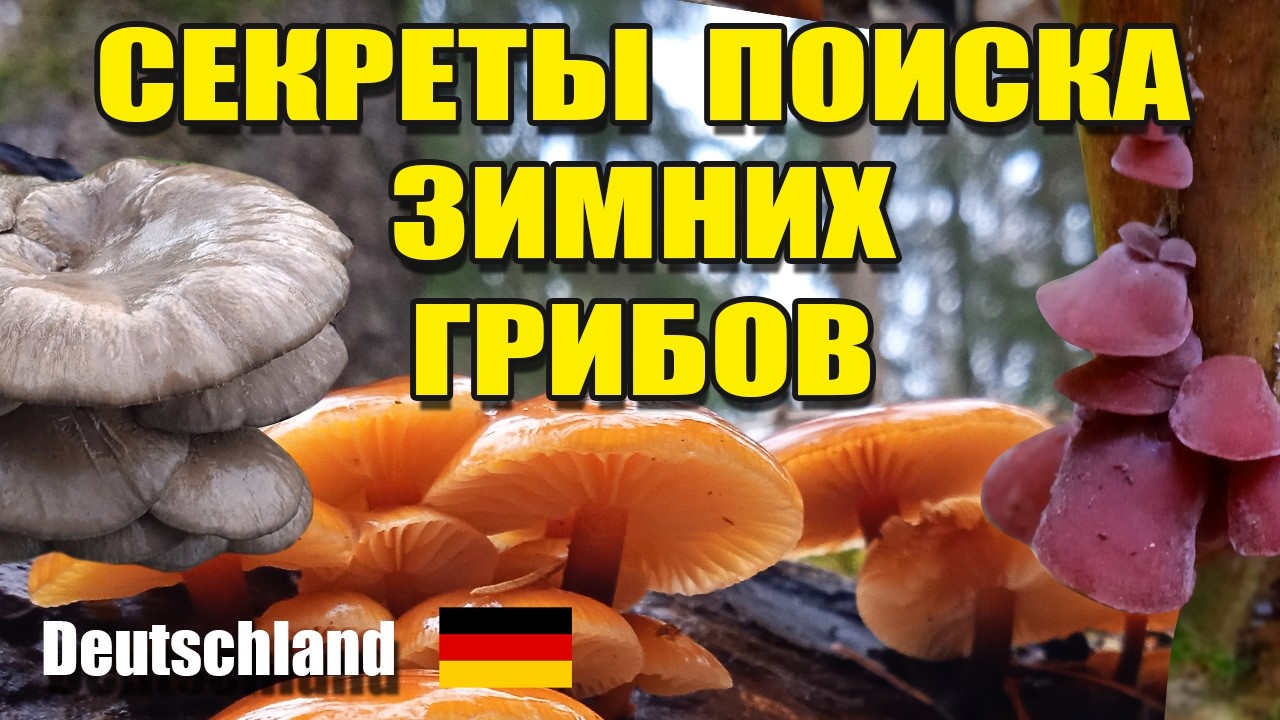 Где искать грибы зимой в Германии. Секреты поиска зимних грибов!