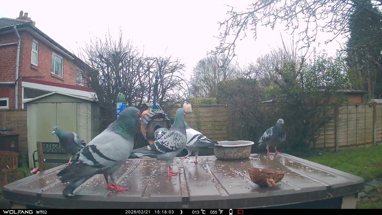 Pigeons in the rain
