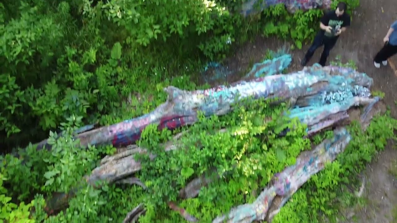 Drone View - The Traverse City, Michigan Hippie Tree - From Above - Summertime - 2024
