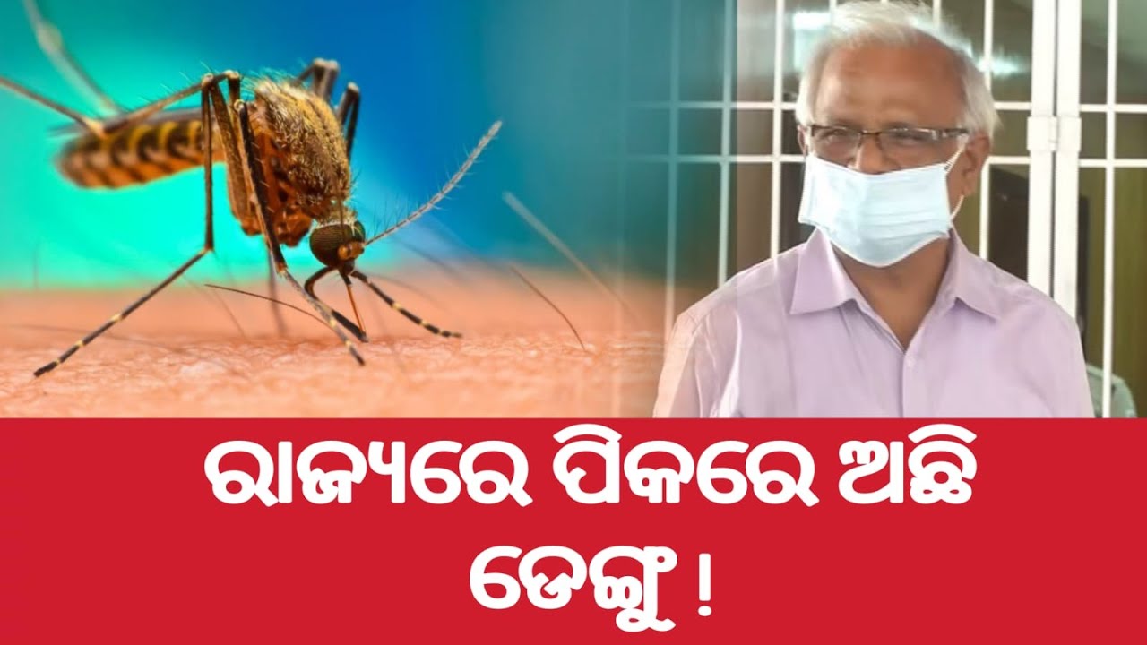 ୩୦ ଜିଲ୍ଲାକୁ ଛୁଇଁଲାଣି ଡେଙ୍ଗୁ || Dinalipi Live || DinalipiLive