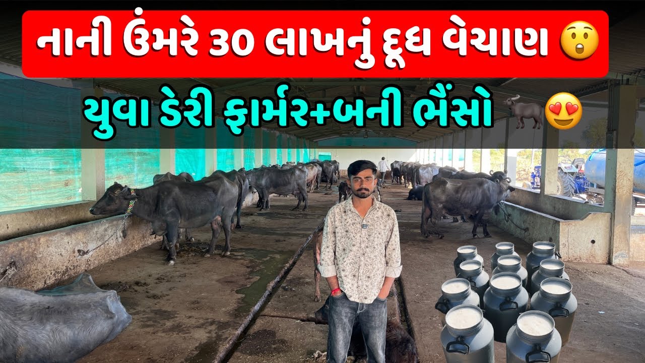 નાની ઉંમરે 30 લાખનું દૂધ વેચાણ 😲 | યુવા ડેરી ફાર્મર મહેશભાઈ | Banni Buffalo Farm  😍