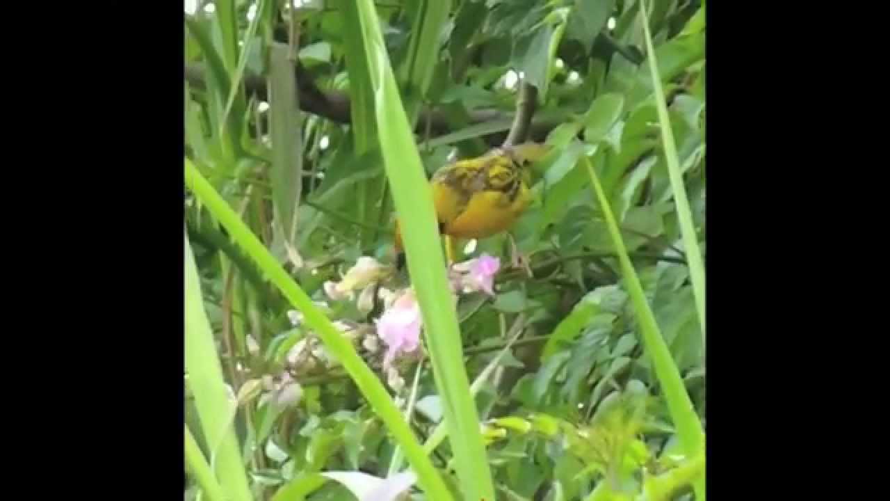 Les oiseaux de l'ile de La Réunion (par Christian Aimar).