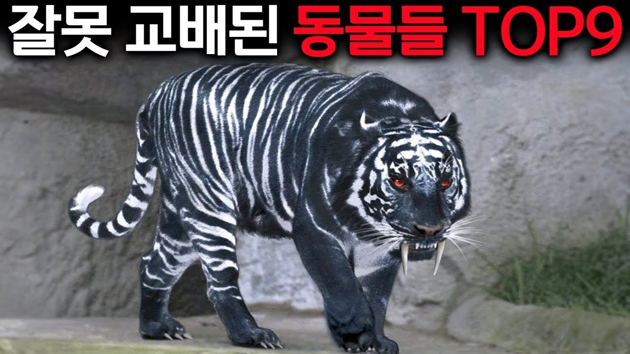 너네 아빠 얼룩말이라며?